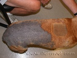 skin-parasites back.jpeg