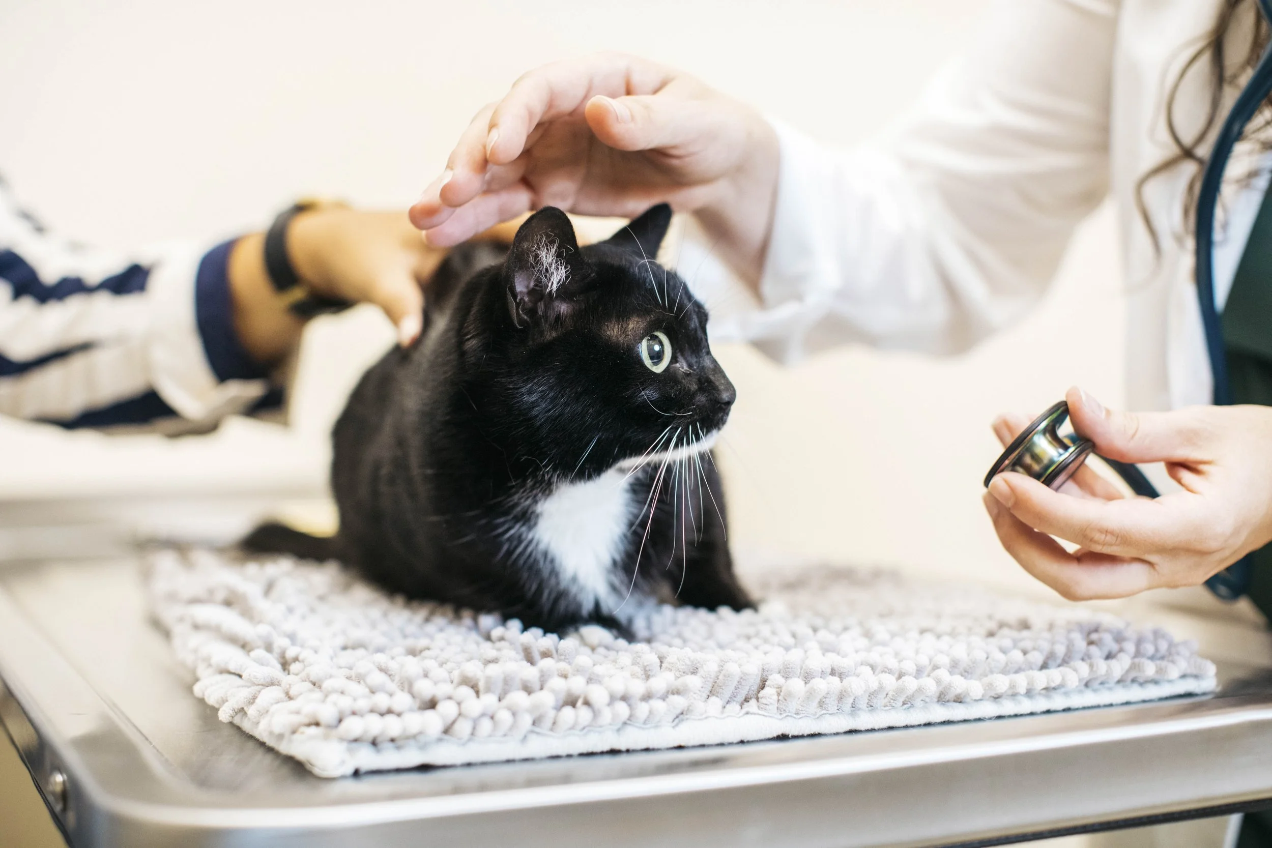 DermatologyClinicForAnimals_25.jpg