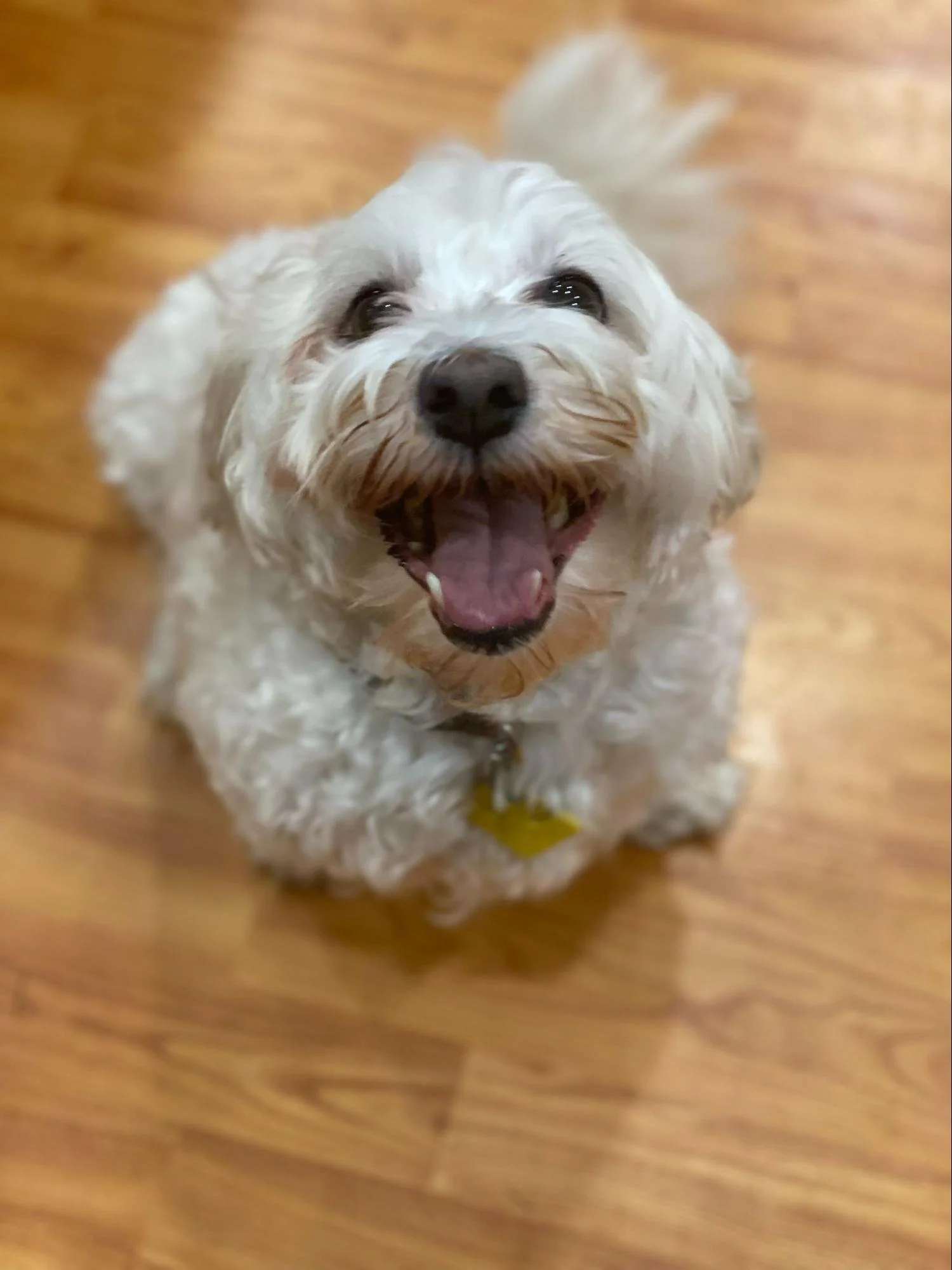 Archie - food + environmental allergies (couldn’t get itch under control until we finally diagnosed + managed both!)