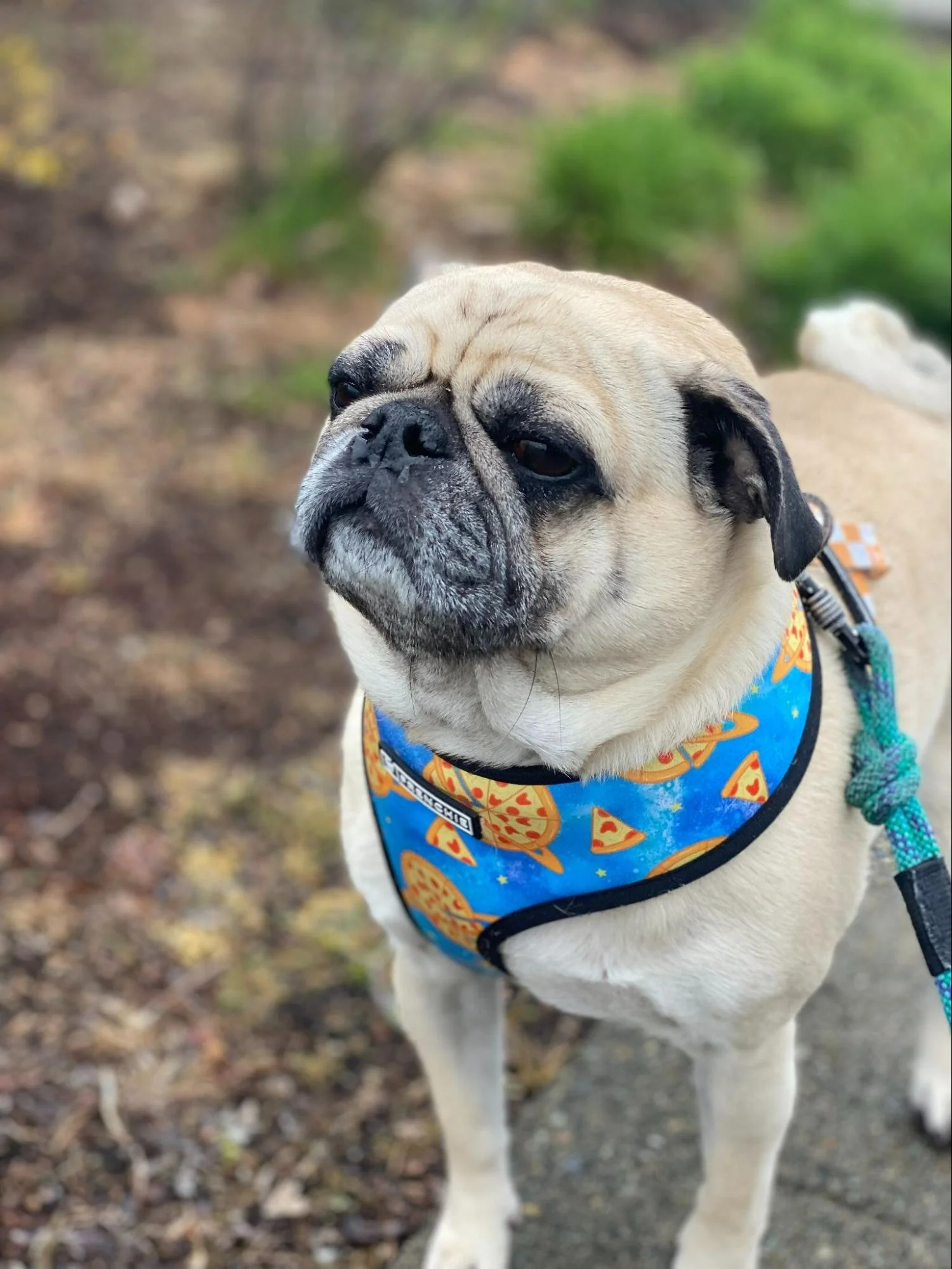 Nug the Pug living his best life - environmental allergies (fun side note! He was a patient of Dr. Wyatt’s when she worked in Clearwater, FL and owner moved to WA and now is a patient here!)