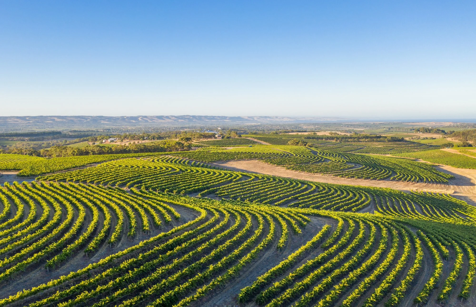 McLarenVale-SERIO-20190222-0730-Copyright-McLaren-Vale-Grape-Wine-&-Tourism-Association-Contours.jpg
