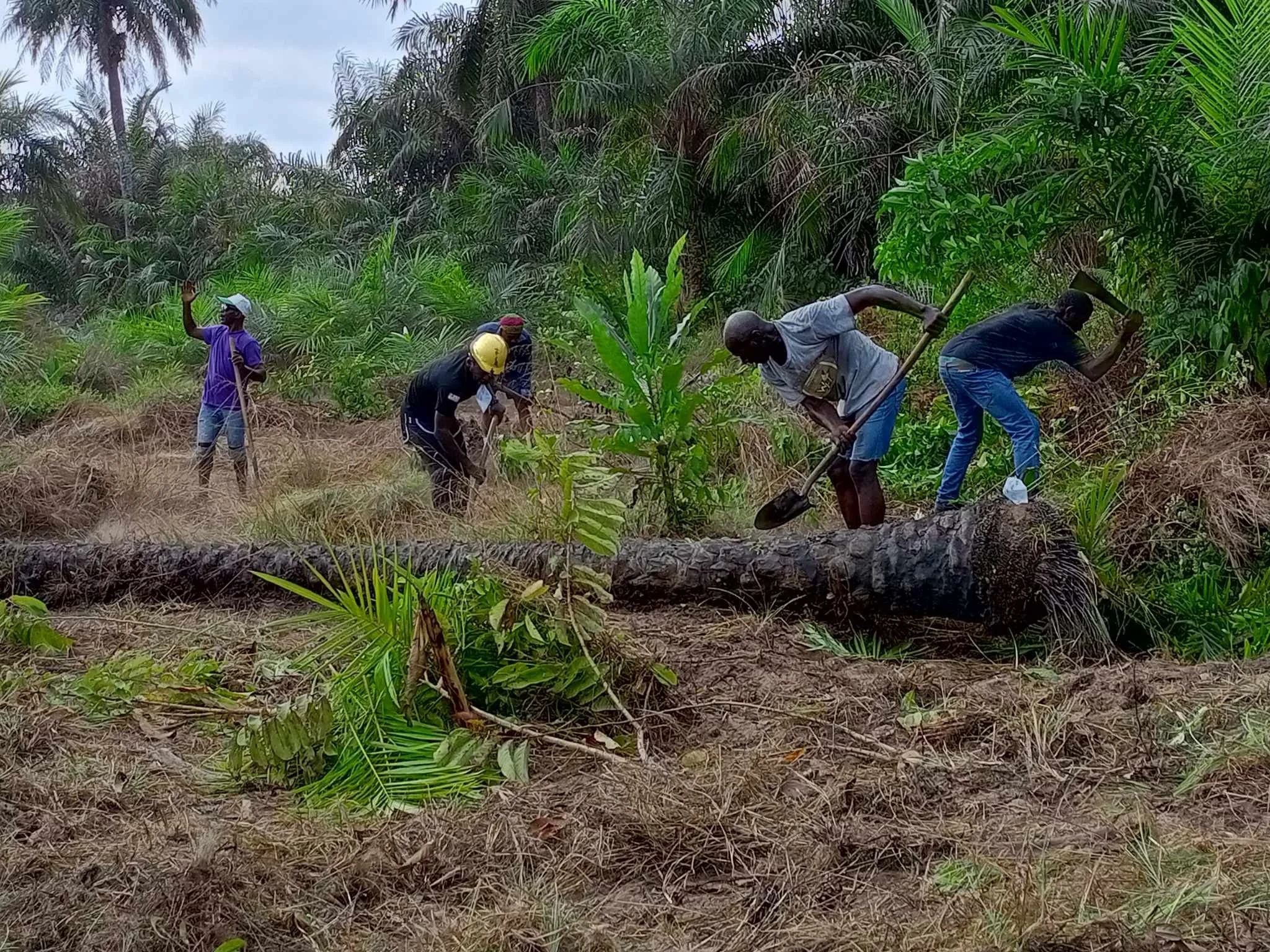 UDS Team Clearing Land at New Brewerville Campus Site