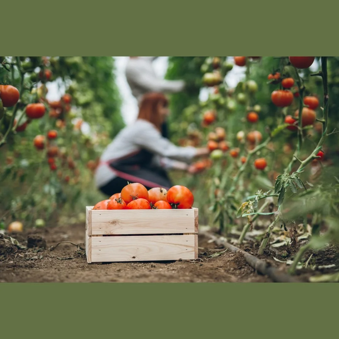 Historically the purpose of Feng Shui'ing the home was to ensure that a great harvest was achieved.

We may not all farm now, but we do still have to work to achieve prosperity.

It makes sense, then, to set up your surroundings to ensure your prospe