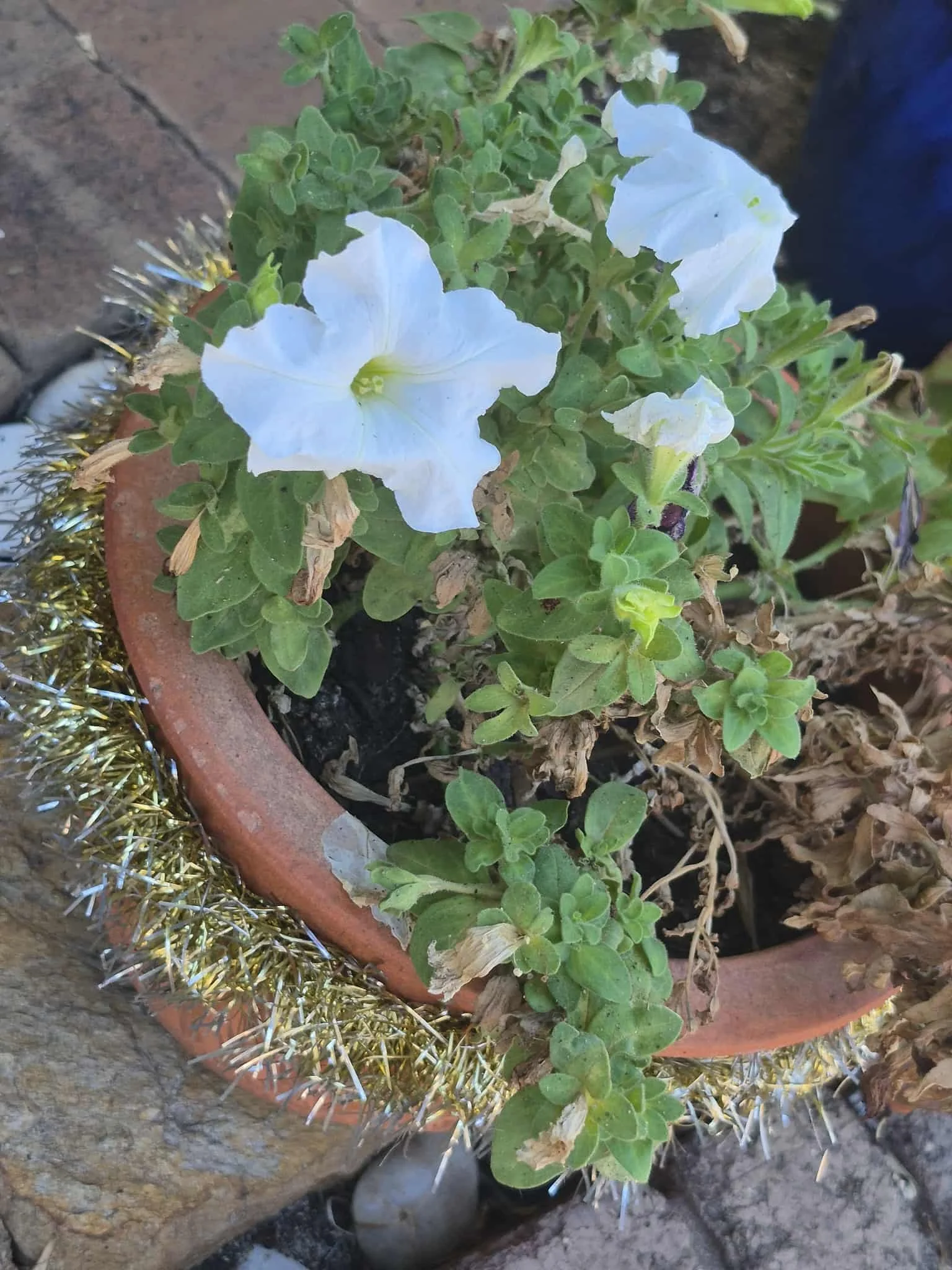 When you realise that (some) of the Christmas petunia's are still going strong at Easter time!!

Oh. And the Christmas decorations that are now doubling as Easter Eggs :)