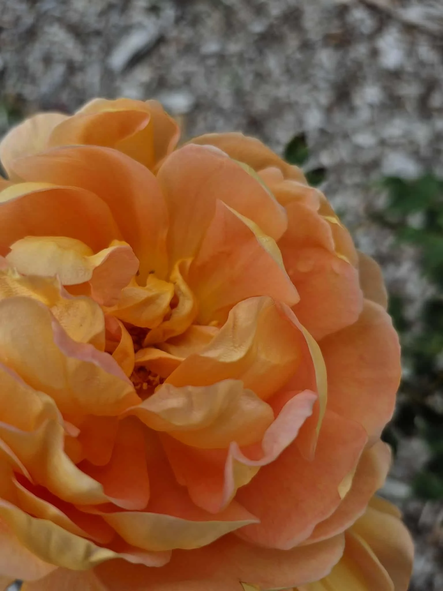 Connected Kind Magical

It's a bit of a mantra I have created for life and for how I want my clients to feel as we work together.

It was created in response to a question about what I achieved from doing 60 things in my 60th year.

The experience le
