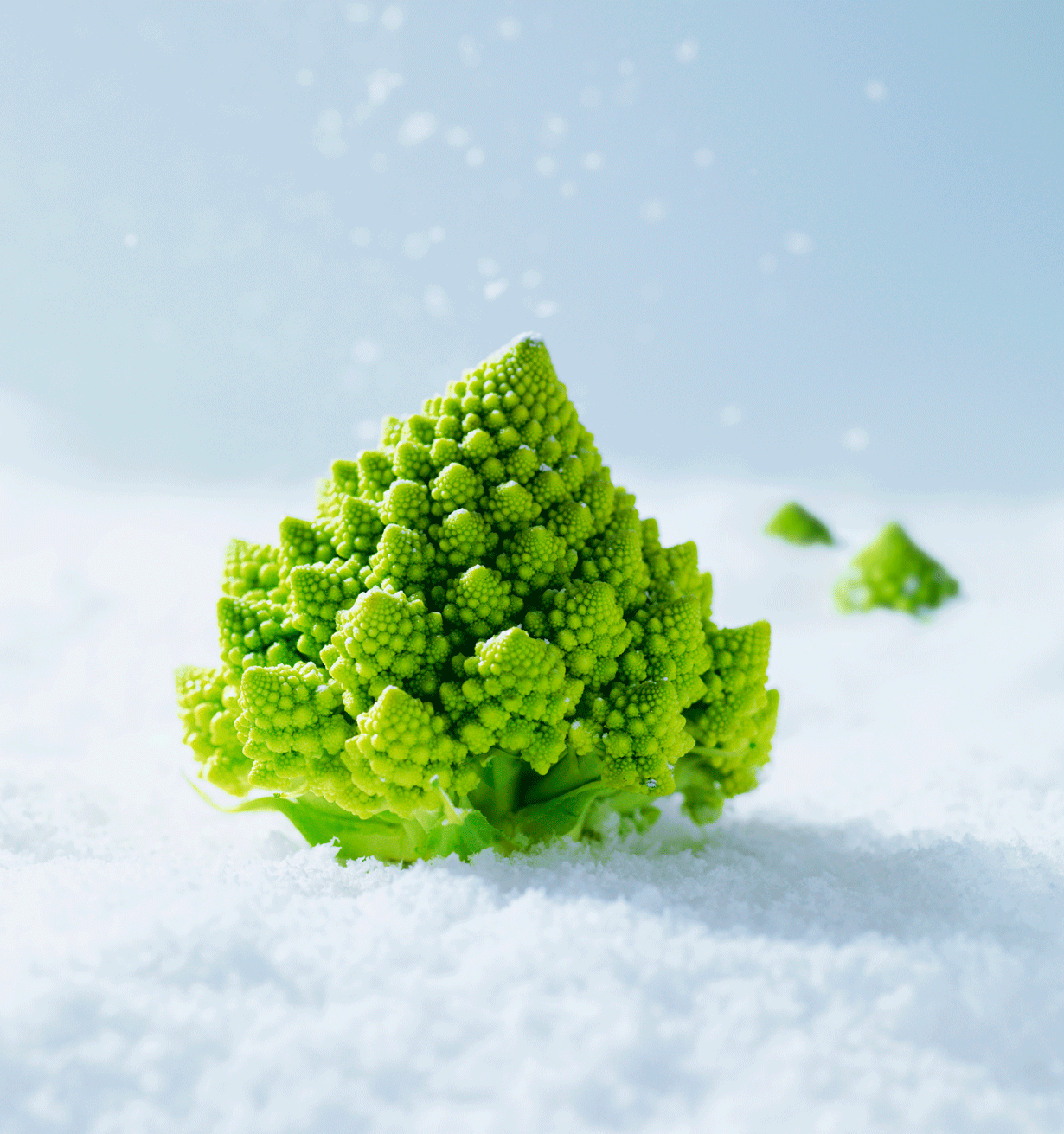 The lovely Romanesco broccoli! Coming to Waitrose shelves just in time for Christmas. What's that? It looks like a Christmas tree?! I feel another cover coming on! Shot by the super talented Gareth Sambidge and Art Directed by me. 
