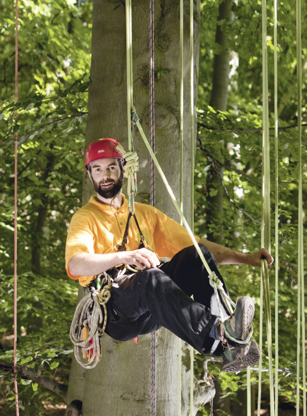 Tree Surgeon