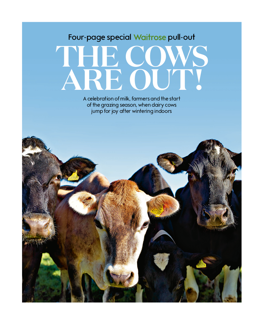 COWS.png