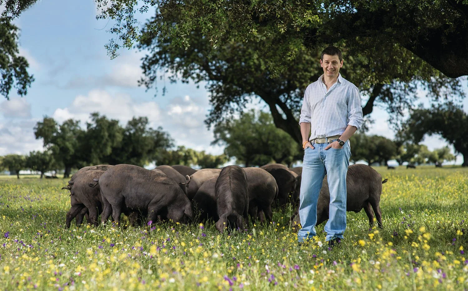 Glorious shot of acorn-fed Iberico pigs grazing. Shot by a local photographer in Spain.