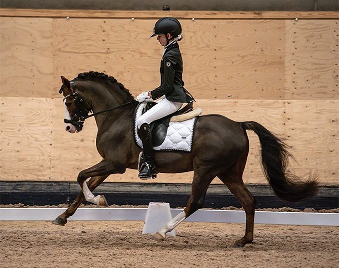 Moelgarnedd Montana
(Moelgarnedd Miri x Eyarth Tomahawk)