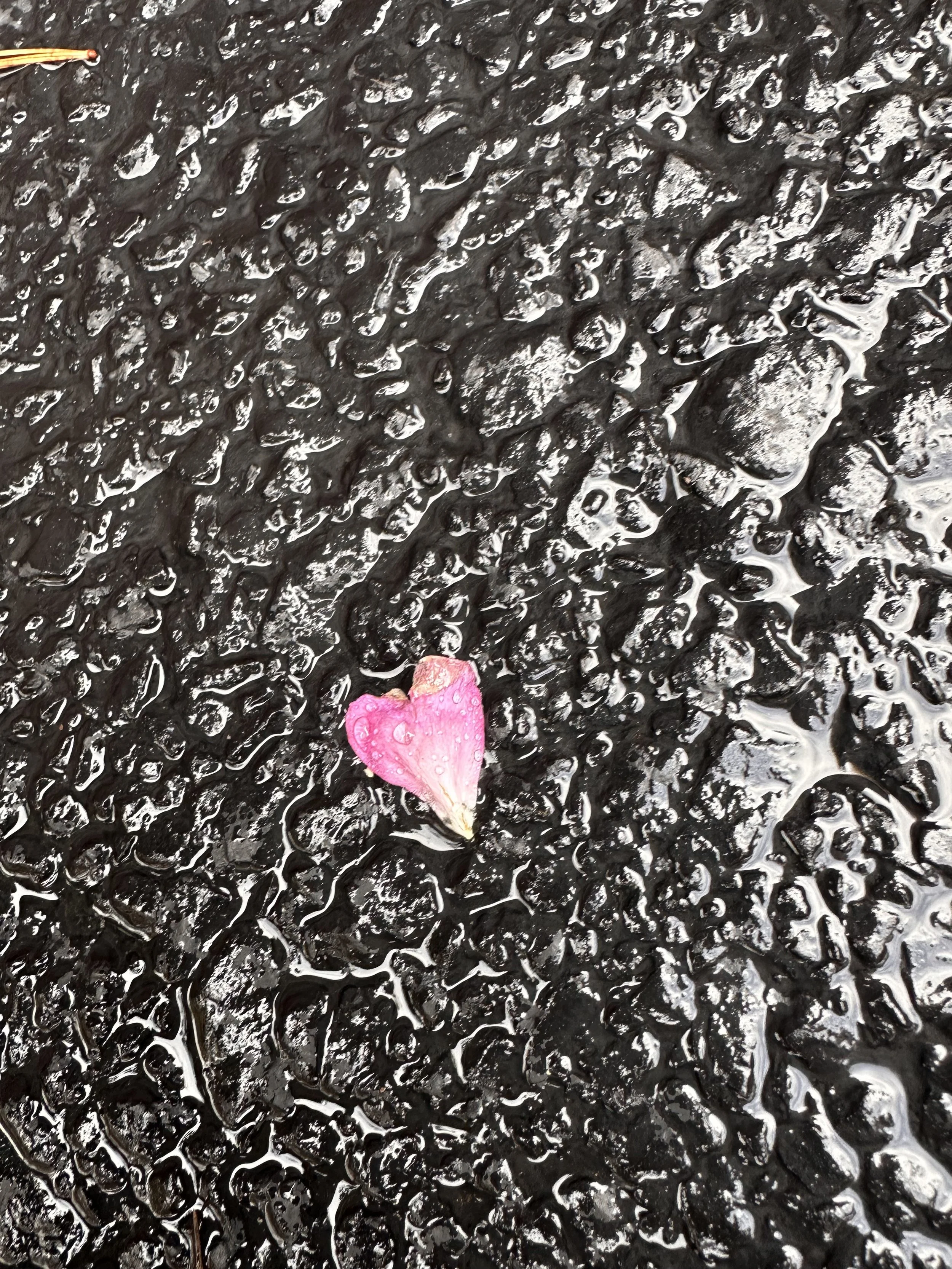 Coming Home to Myself