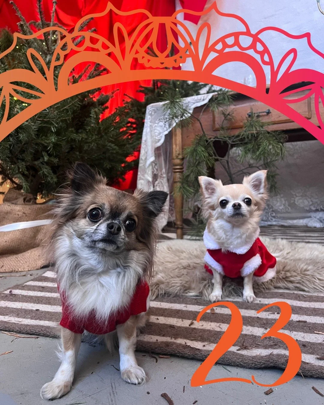 23.Luukku: 🐕 Lumen ja Kanelin jouluvinkit rentoon joulunviettoon 🐕 Joogafestari-tiimin @gloriasalo terkut.❤️ 

Hau! T&auml;&auml;ll&auml; Lumi ja Kaneli &ndash; Joogafestivaalin virallinen rentoutumisosasto. Olemme vuosien saatossa hioneet t&auml;y