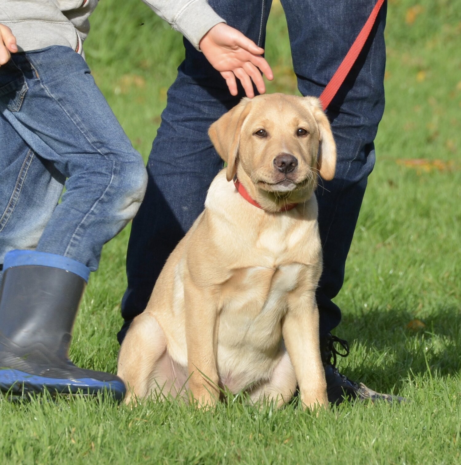 Puppy Classes_4.jpeg