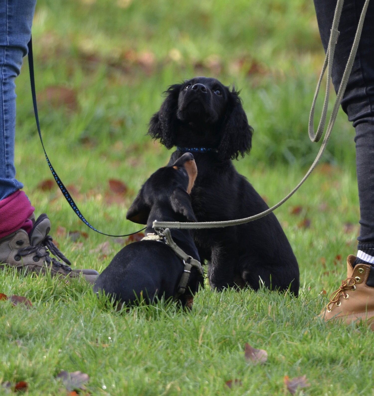 Puppy Classes_10.jpeg