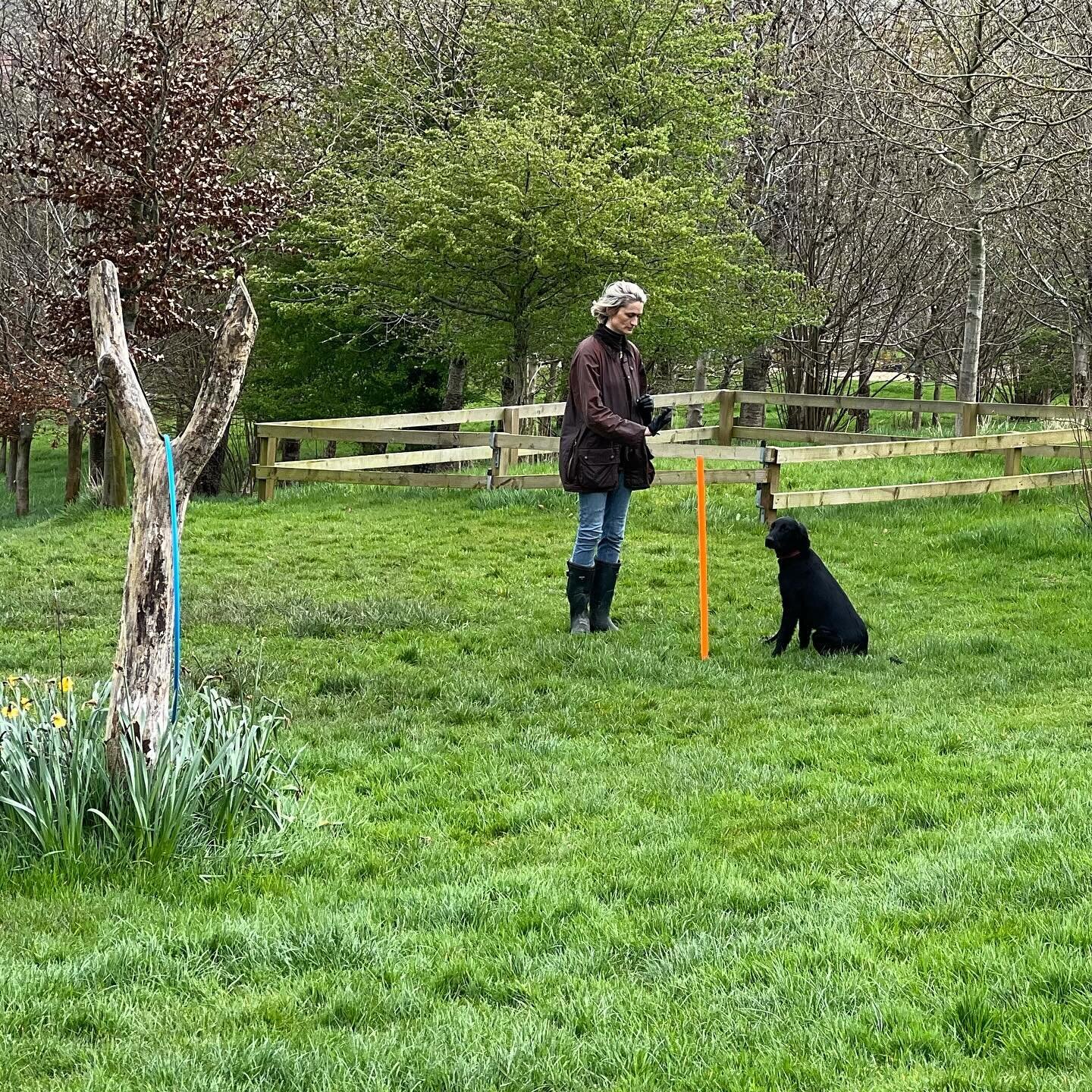 A lovely group of older puppies gaining confidence and improving nicely on their sit/stay exercises. We also practised manners around older dogs, walking by each other and maintaining calm in close proximity to other dogs. #dogtraining #gundogpuppies