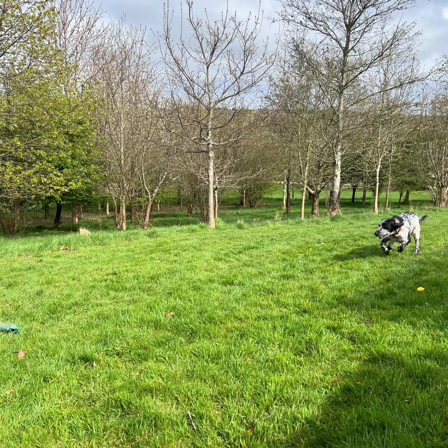 At last a change of clothes and weather, dogs and people felt confused at first by the sudden feel of warmth. An enjoyable lesson this morning pushing these dogs on distance and confidence in terms of unseen retrieves. It was fabulous to see how the 