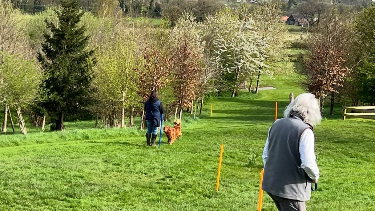 Friday morning and we had proper sunshine and a true feeling of spring. Perfect conditions to put these young dogs through their paces. Lovely close work to start with building up focus and steadiness followed by some marked retrieves with expanding 