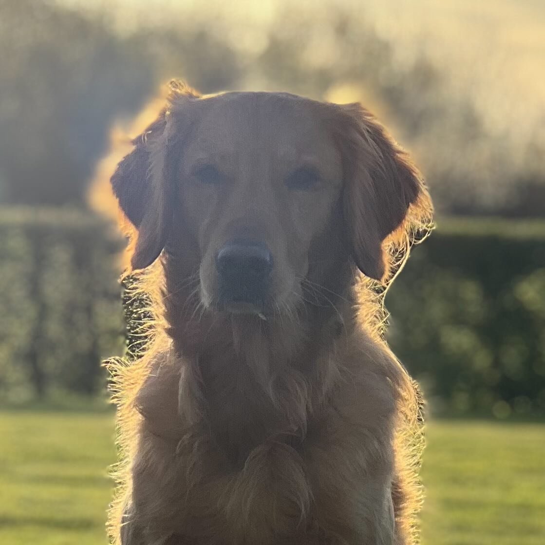 Longer evenings and no rain - for me, one that loves the outdoors - the best it can be #goldenretriever #dragogundog #goldenlife #goldenofinstagram #lookingpretty #modeldog #dogslife #dragogundog #akgundogaccessories