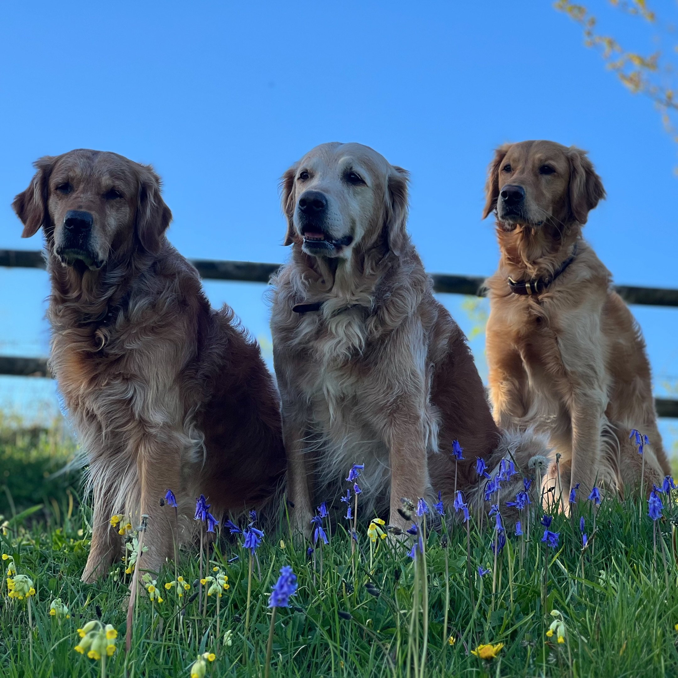 On our walk this evening a lovely bluebell opportunity #goldenretriever #bluebells #dogwalk #dragogundog