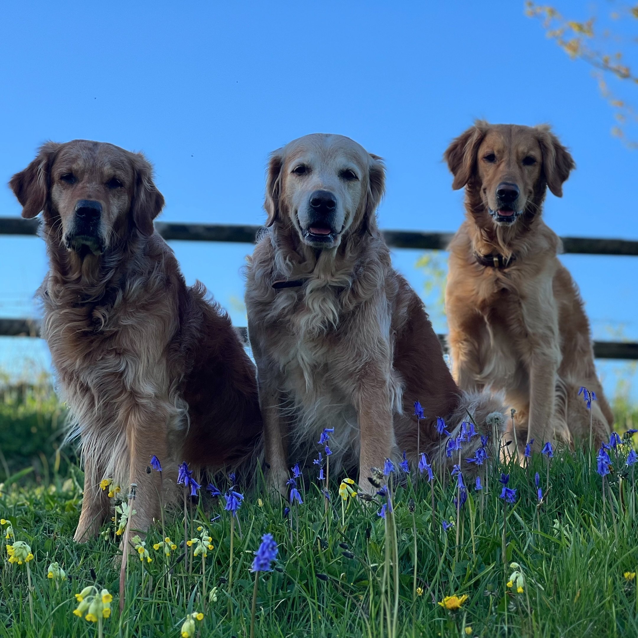 Time for the seasonal bluebell image - share yours in comments #goldenretriever #bluebellseason #retrievers #gundog #springflowers #dogslife #dogtraining #townandcountrydogtraining