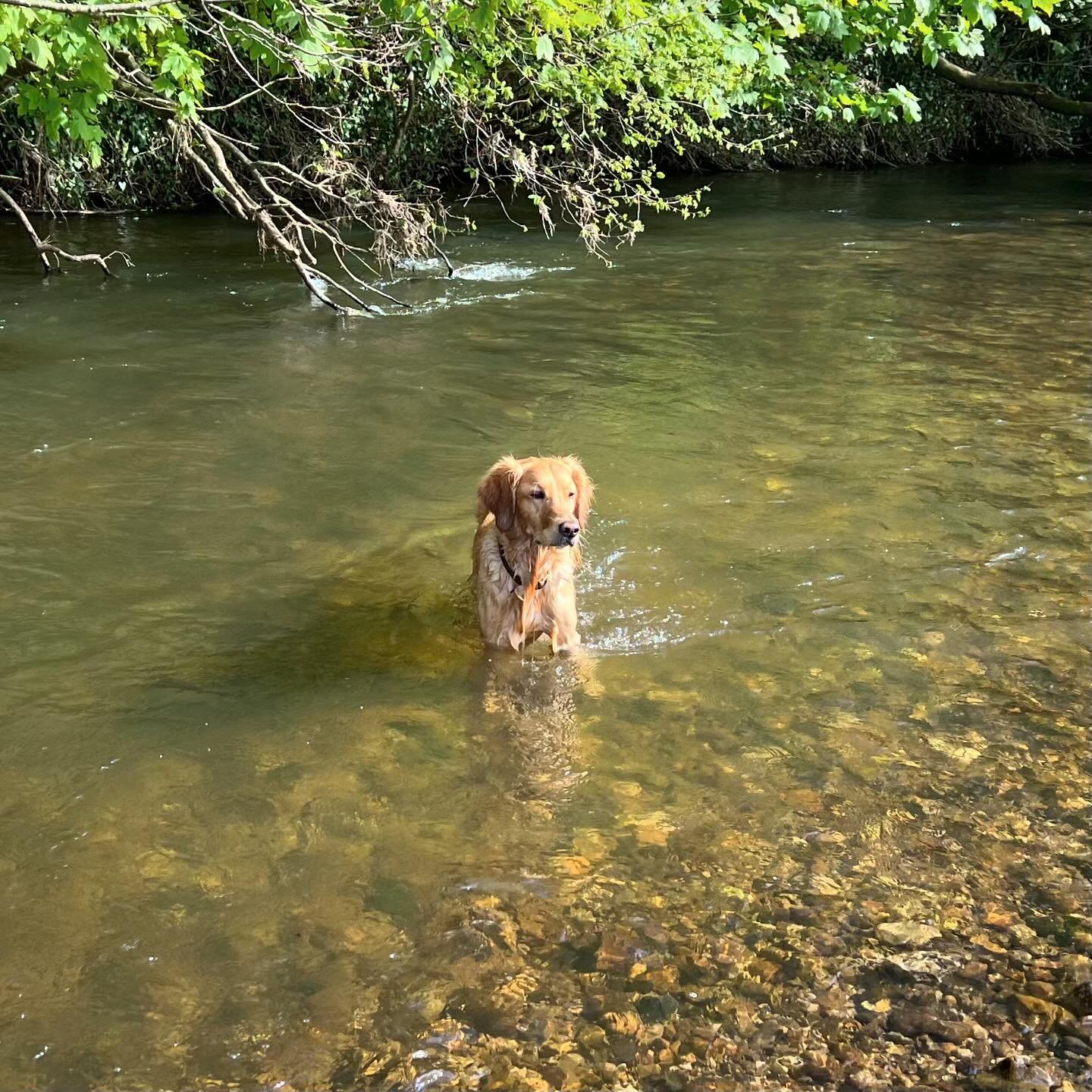 A day out to Devon and a lovely Sunday stroll along the river Otter with @sharkoftheinsectworld #goldenretriever #retriever #eastdevon #riverotter #dogwalk #sundayafternoon