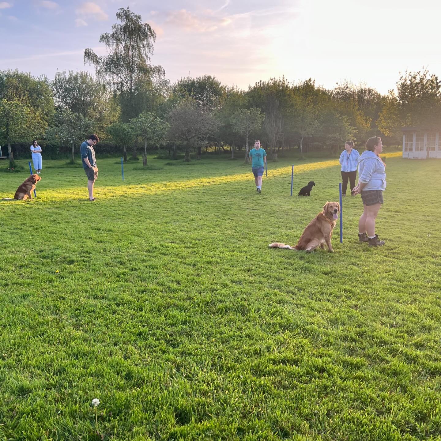 More evenings like these please - lovely lesson in the sunshine with this Novice group. A good stretch on steadiness and an introduction to split retrieves were our main focus points. Bit of a theme on #goldenretrievers but thankfully we also have a 