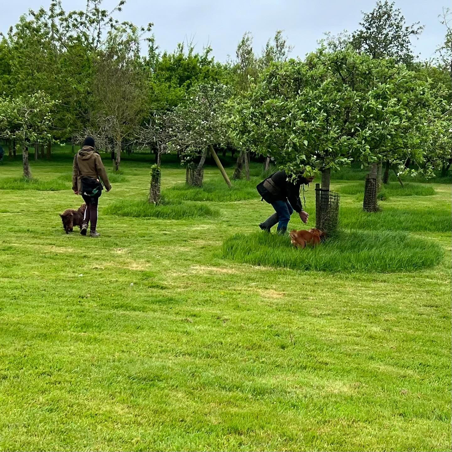 Four Spaniels on the field so what better exercise than practicing a little hunt up. The long grass under the trees is ideal to teach the dogs to hold an area. The dogs were in their element and nicely under control while all four were told to hunt d
