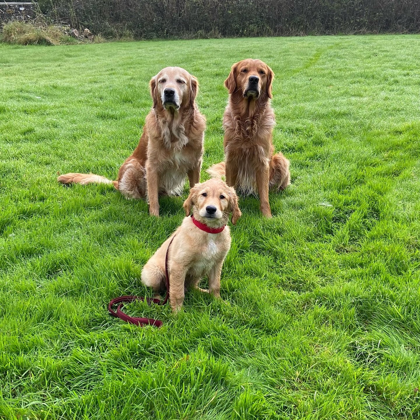 New Puppy Training class starting Wednesday 4th June 2025 at 3pm near the village of Stoke St Michael, Somerset. This course runs over eight hourly lessons and is suitable for puppies that have completed their vaccination and are no older than five m