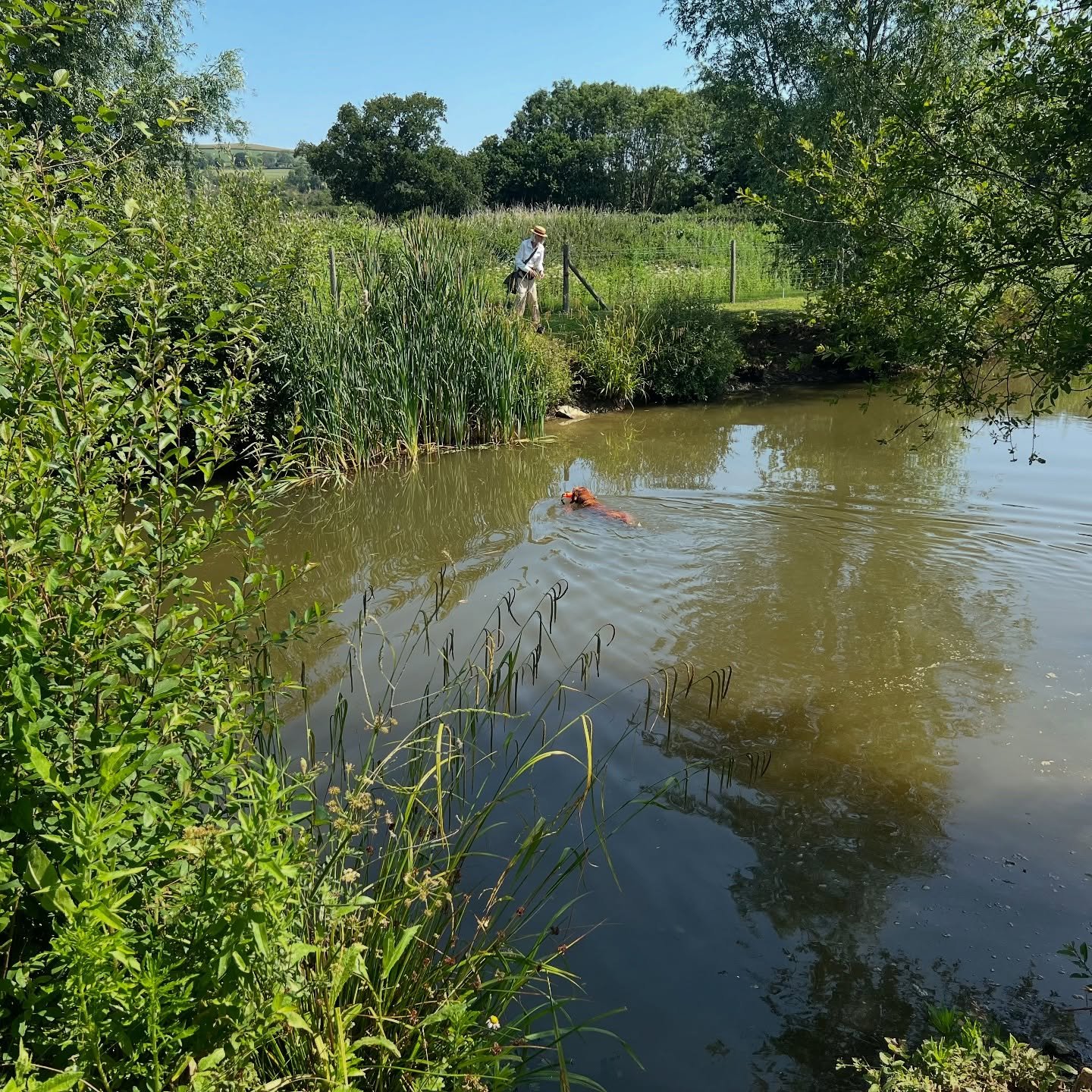 A full on week has come to an end with group classes every day, many of them at our water facility. From more advanced to the humble beginnings of entering water, learning to swim, retrieving from water and delivering on land - we had everything. A g
