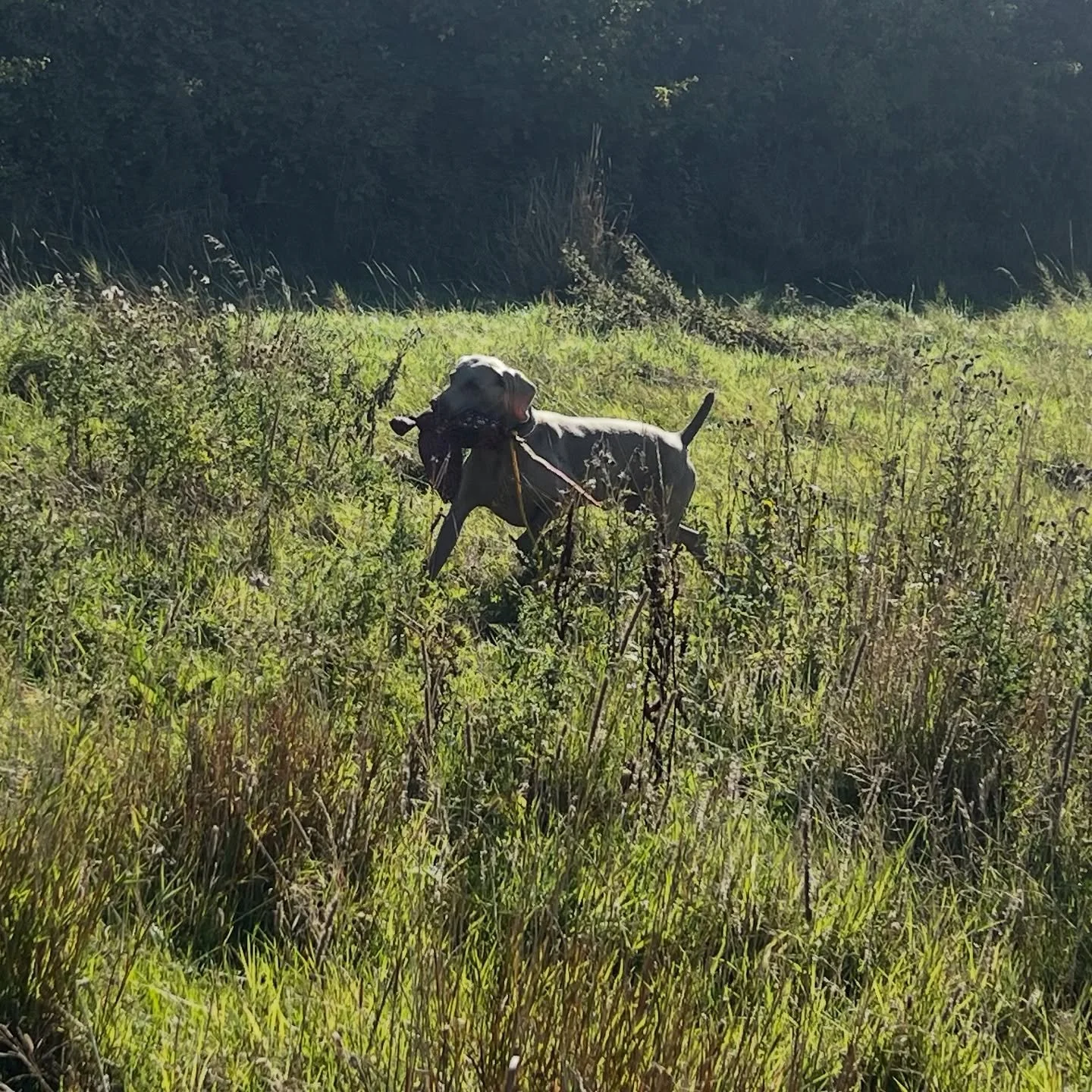 Lovely lesson this morning in the beautiful autumn sunshine. I brought out the exciting bird dummies and it is amazing just how different the dogs responded. Some flapping wings, a long tail and wobbly neck together with different weight and all dogs