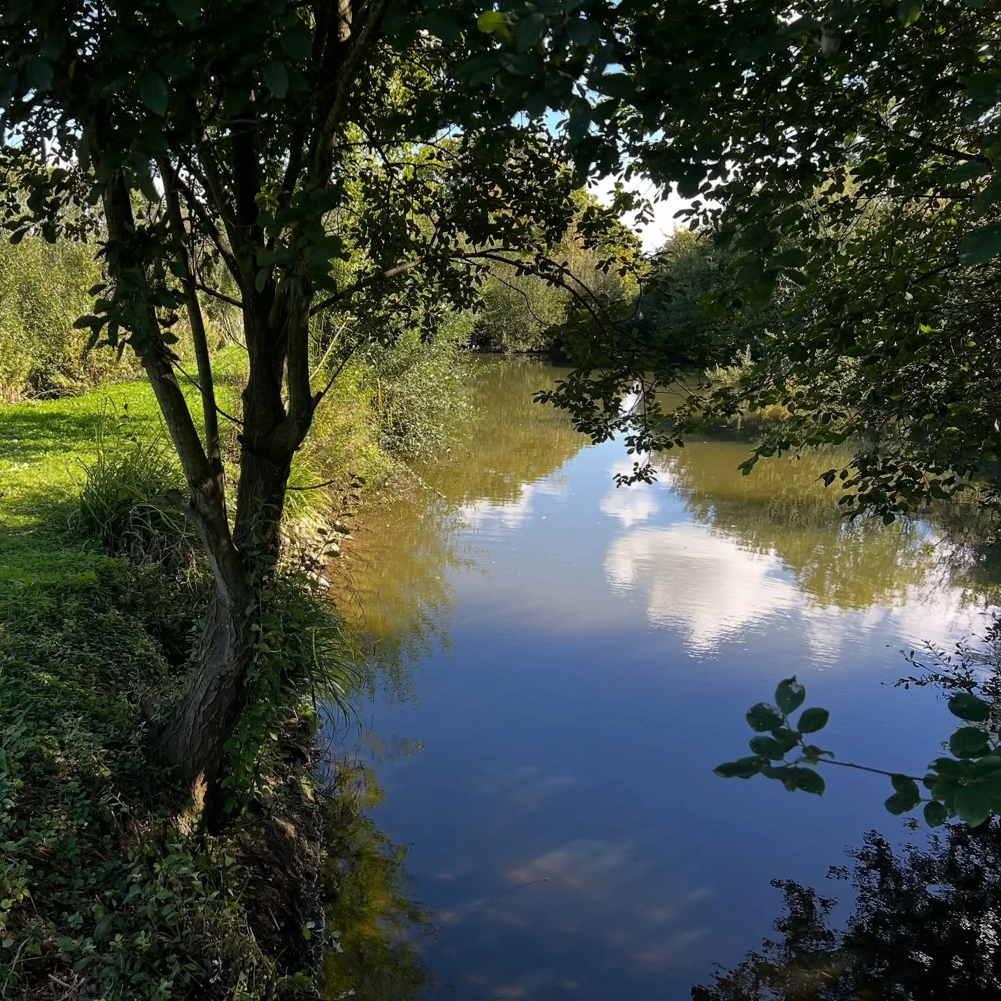 The ponds are looking good after some maintenance this morning. Looking forward to some more water training lessons in the autumn sunshine #gundogs #gundogtraining #waterretrieving #retrievingfromwater #gundogtrainingsomerset #somersetgundogtrainer #