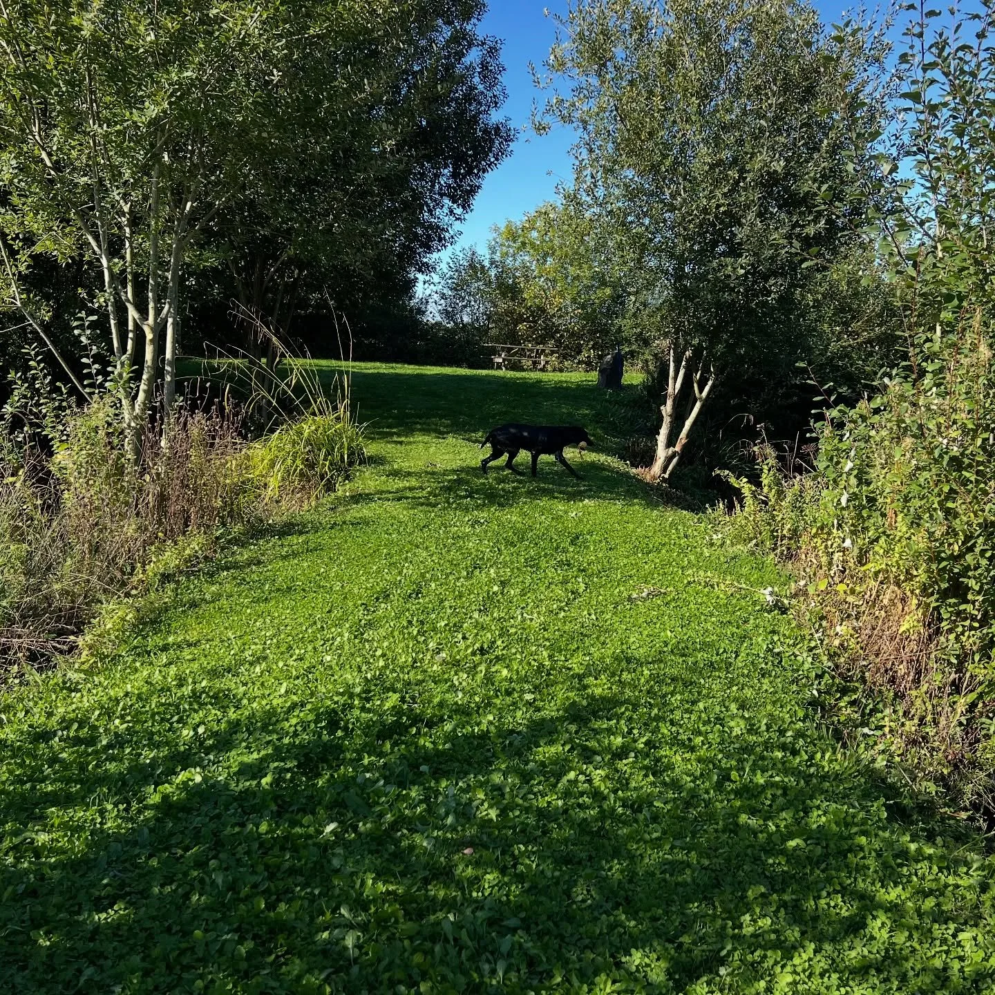 A great lesson at the ponds this morning, adding complexity and increased distraction to the retrieves. Fabulous weather with warm autumn sunshine made for ideal conditions. The setting also allows to send across one pond into another. A great way to