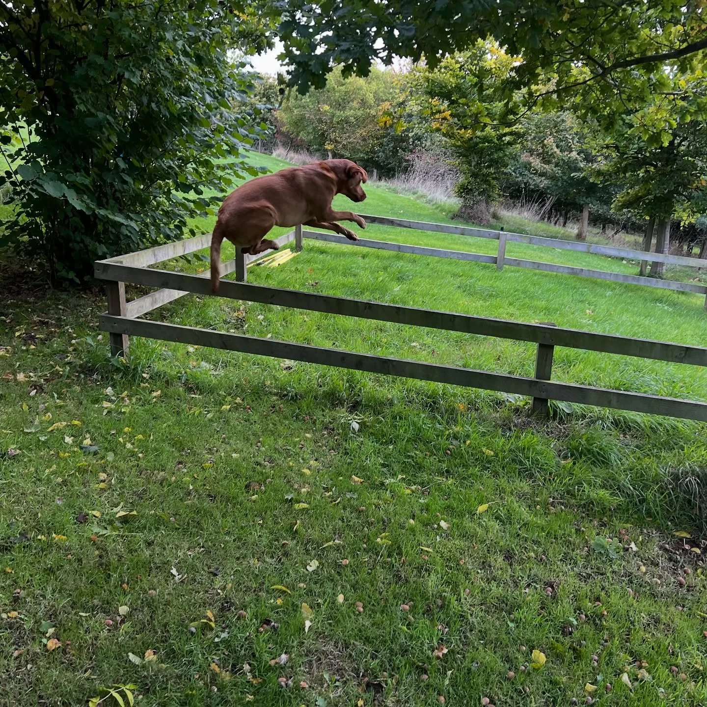 A full on weekend despite the challenging weather, from puppies to advanced dogs we had it all. Some dogs were rather energised but the blustery wind - rising high above the ground 😉 #labrador #englishspringerspaniel #viszla #gundogs #gundogtraining