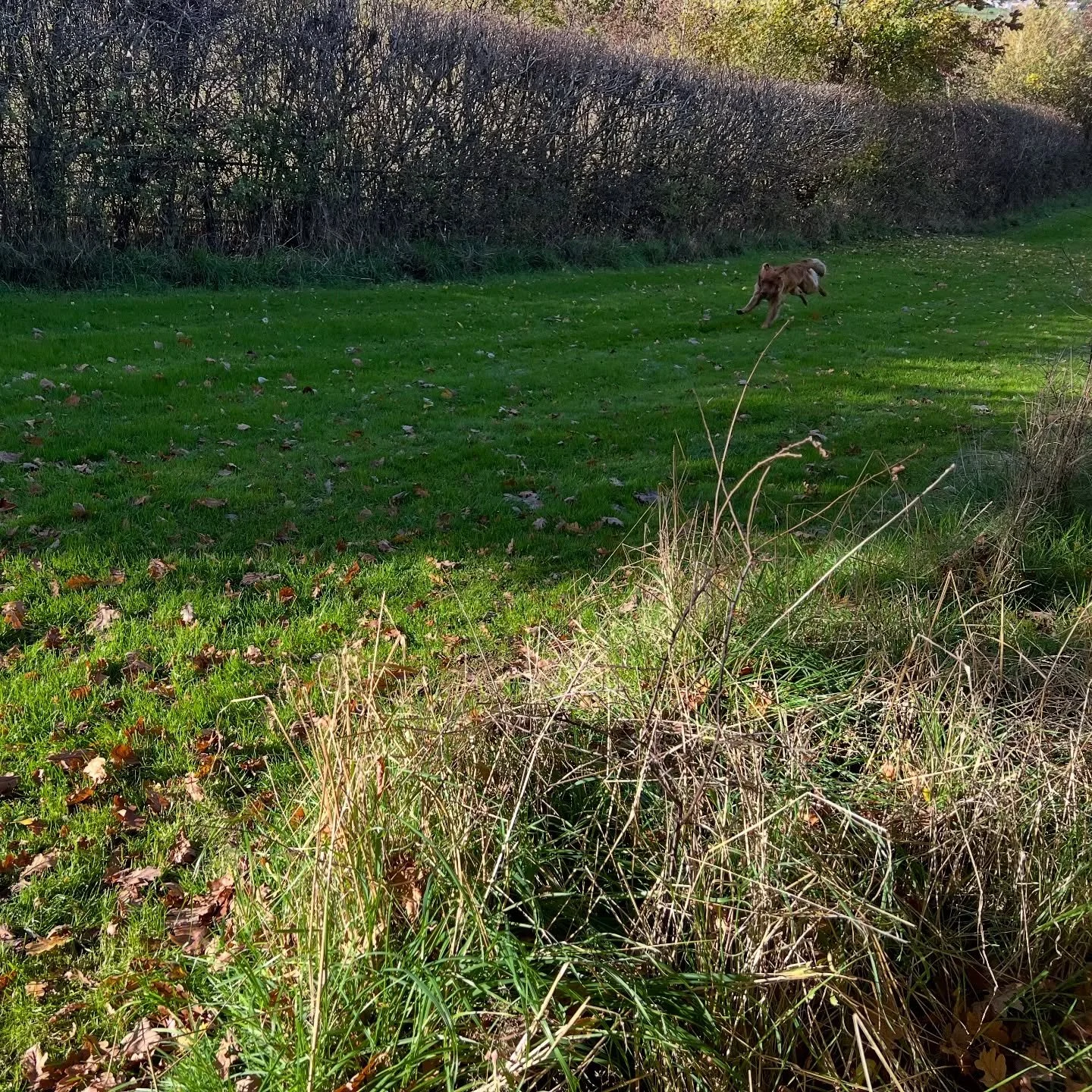 Lovely lesson with three dogs of my favourite breed. A sunny October afternoon with a group of Goldens - makes your day no matter what they do. There was a lot of energy around the place. We started with a marking exercise, went on to stop and redire