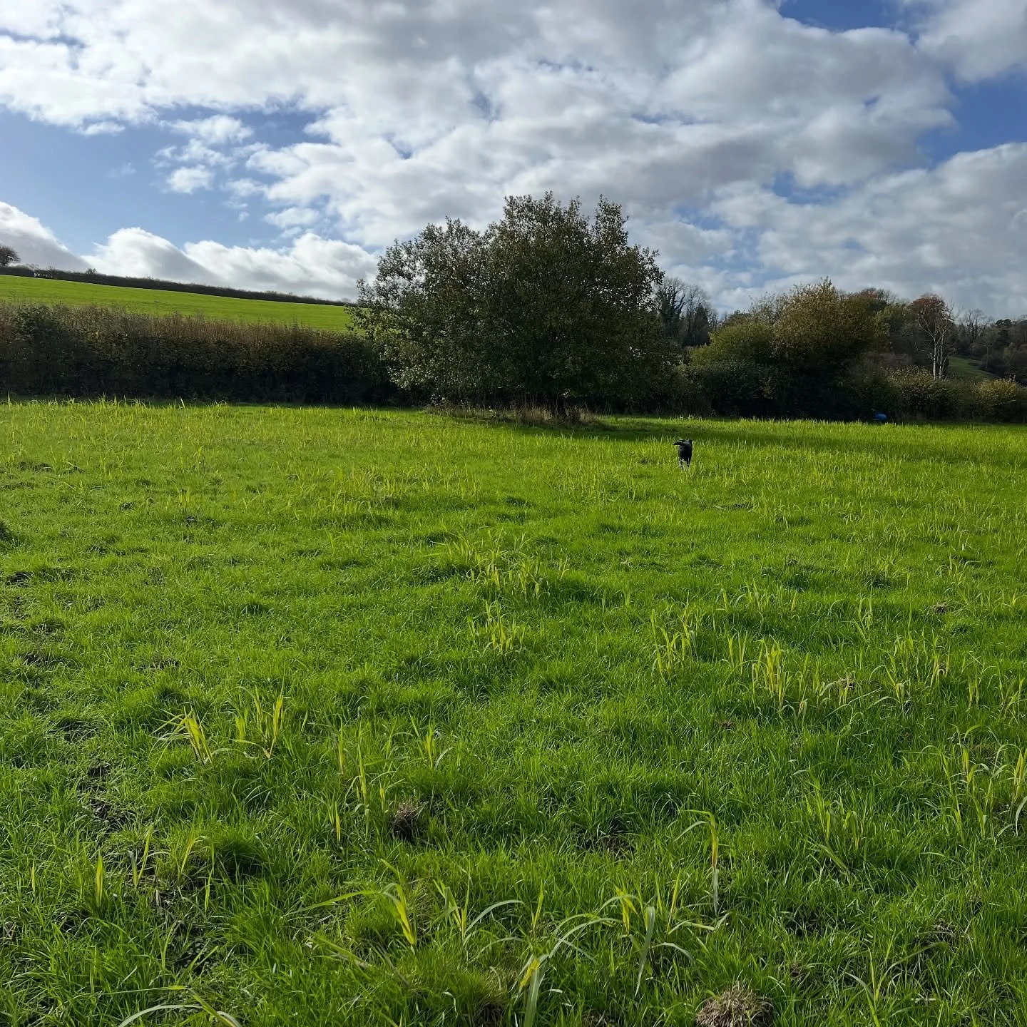 Great morning on the field reviewing some training essentials like marking, memory, stop, focus, slowing down the sequence of commands, some advanced obedience. #labrador #gundogs #gundogtraining #somersetgundogs #townandcountrydogtraining #accredite