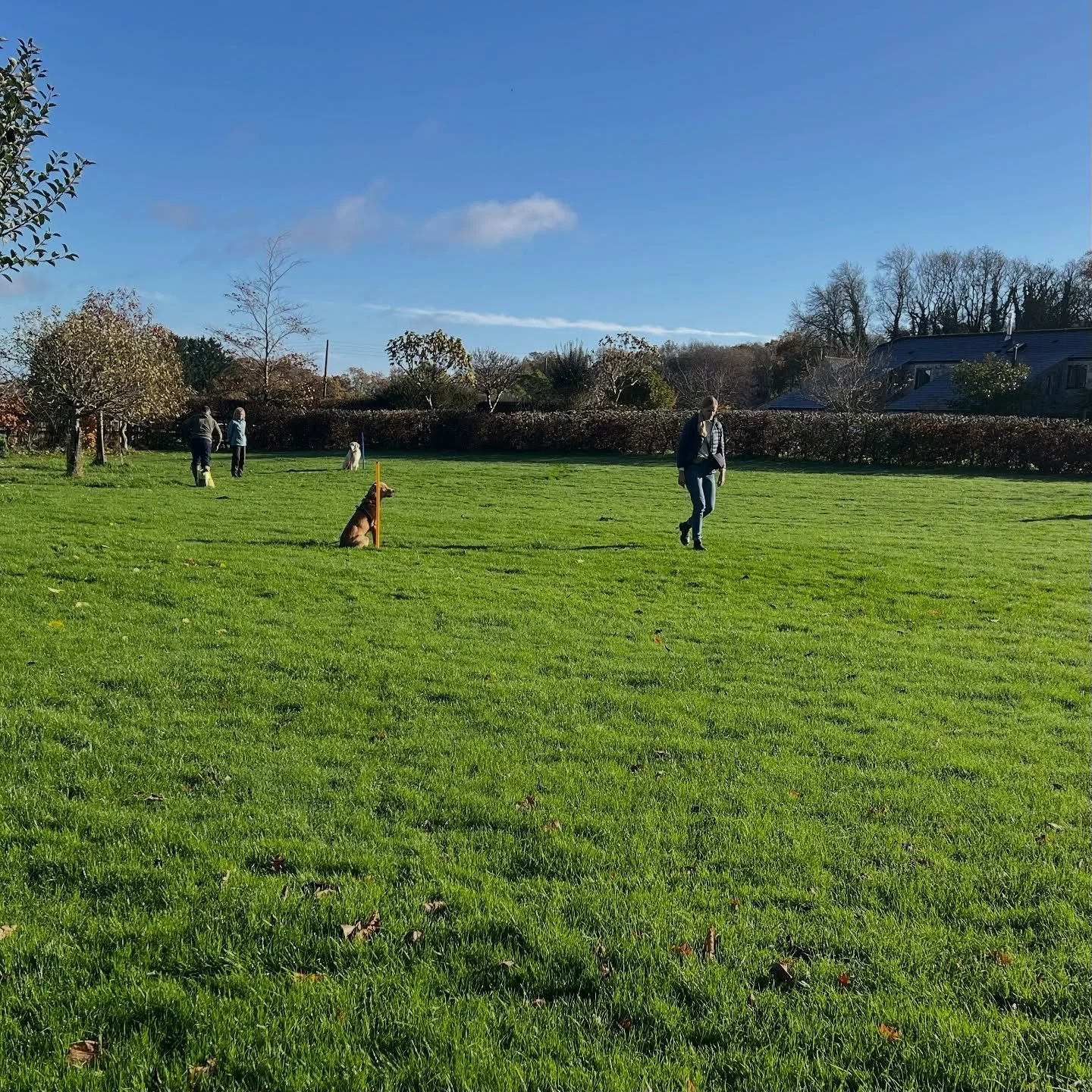 A golden kind of day - glorious sunshine and a group of five young Golden Retrievers to start the day. Good sit/stay practise and a tidy up on basic retrieving for them. In the afternoon more advanced dogs followed and we took familiar exercises to u