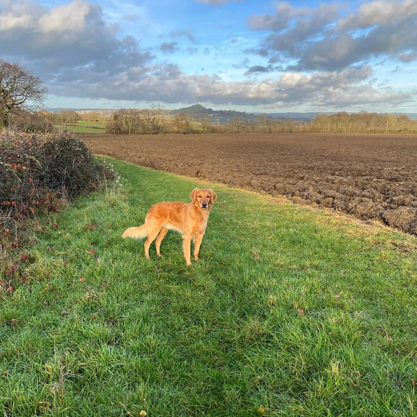 The 2025/26 shooting season is over and we have been busy. To say I am pleased with my young dog would be an understatement. We were lucky and able to spend numerous days on three different shoots of varying bags. We walked in the beating line at the