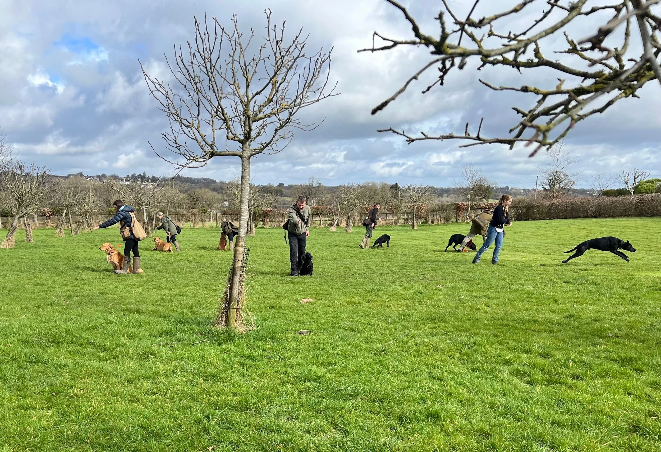 Image of a group of dog owners and their dogs taking lessons in a field