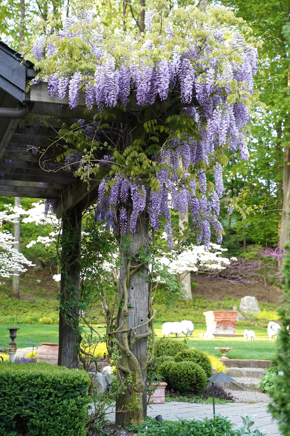 ☘️aiiKEN73*Garden☘️AG202605 flora — aguafina gardens international