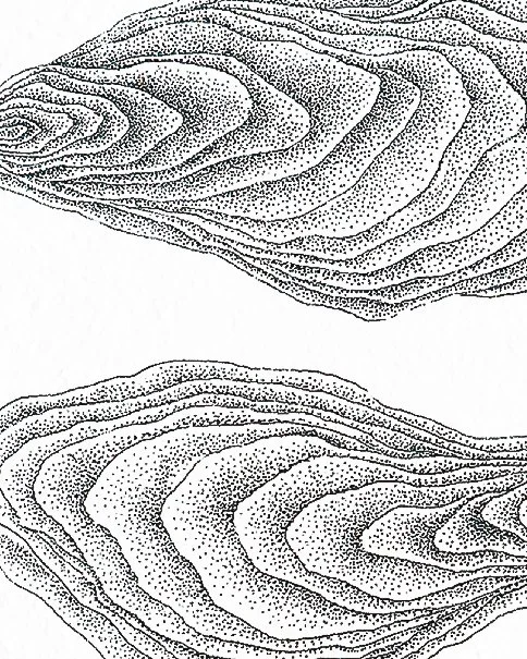 Marin – Trois huîtres en pointillisme au feutre noir – œuvre originale 13×18 cm