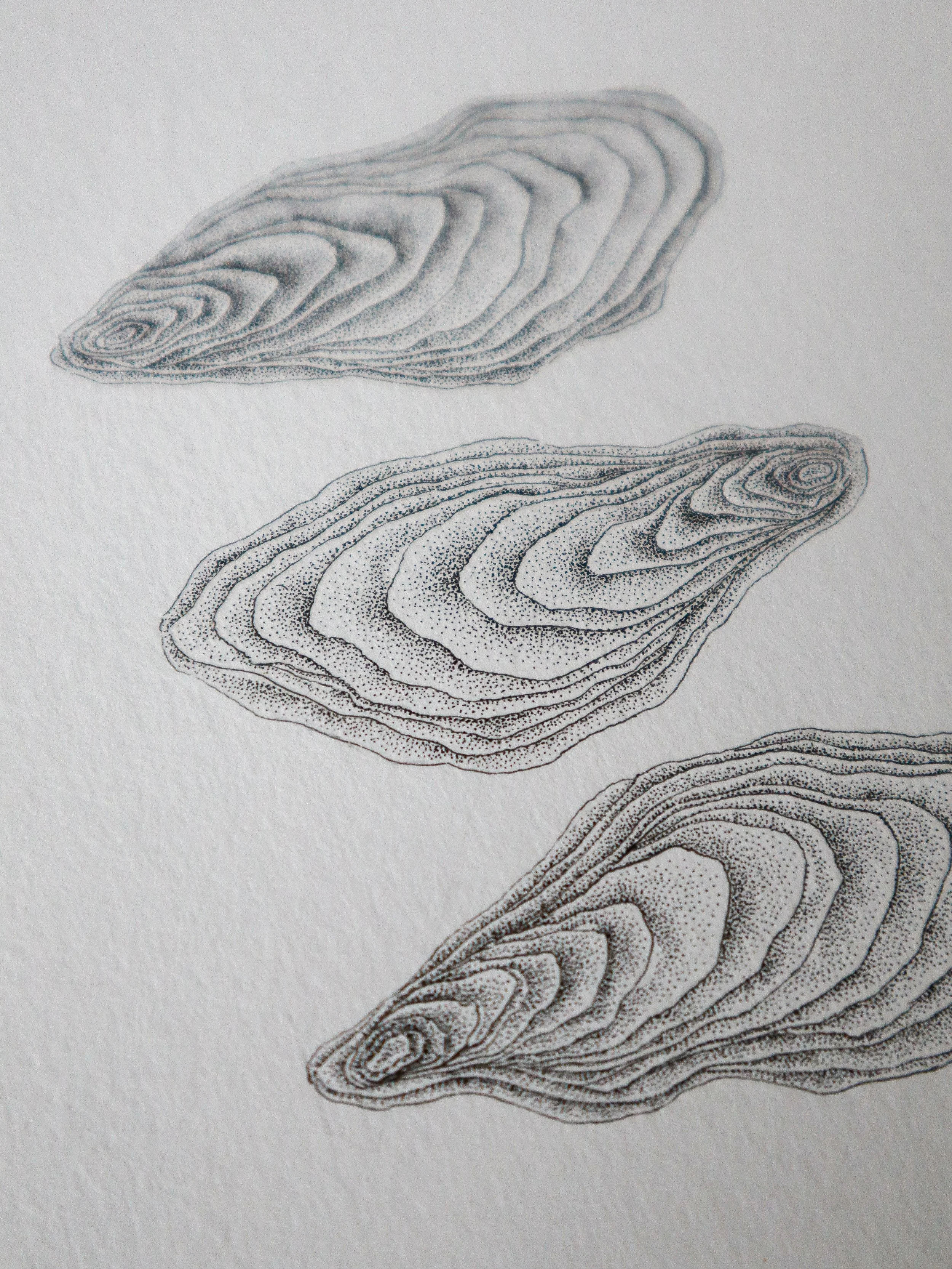 Détail pointillisme feutre noir Trois huîtres Marin – texture nacre et reflets