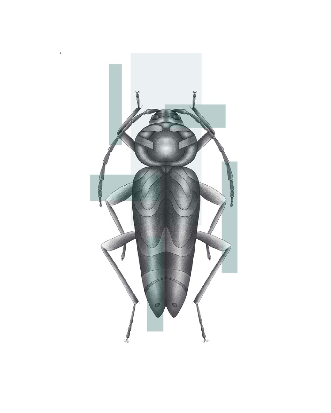 Perceur de l'érable illustration d'un coléoptère au numérique