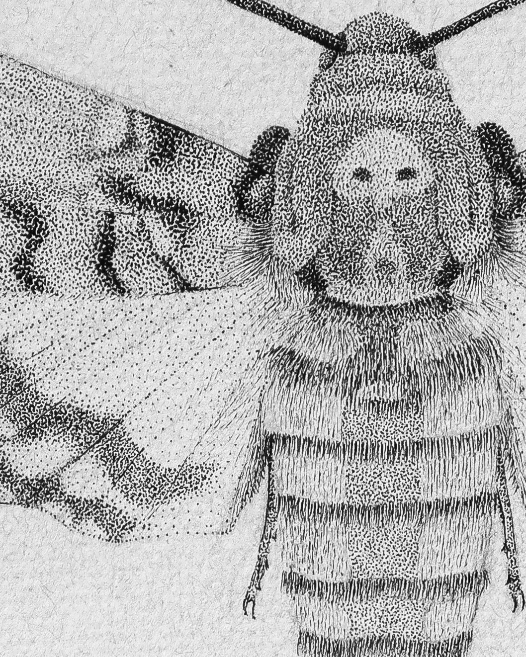 Illustration en pointillisme au feutre noir du papillon de nuit Acherontia Atropos, Sphinx tête de mort, motif crânien sur le dos, format A4 encadré