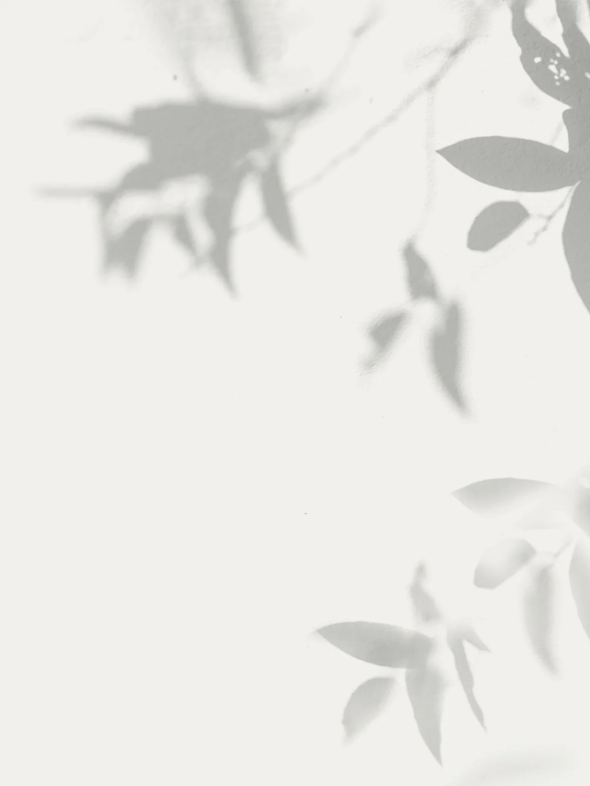 the shadow of a tree against a cream background