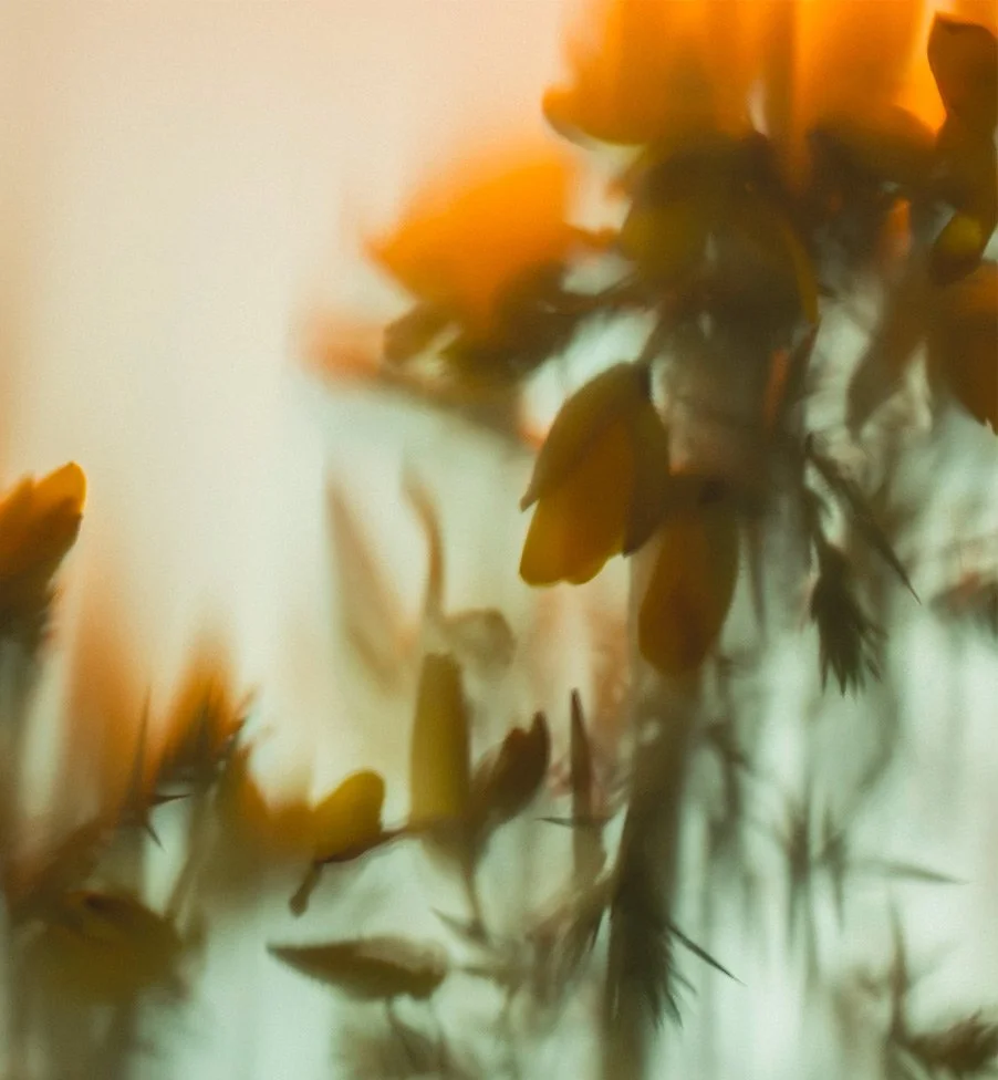 Abstract wildflower imagery created for the Dunluce Lodge visual identity.