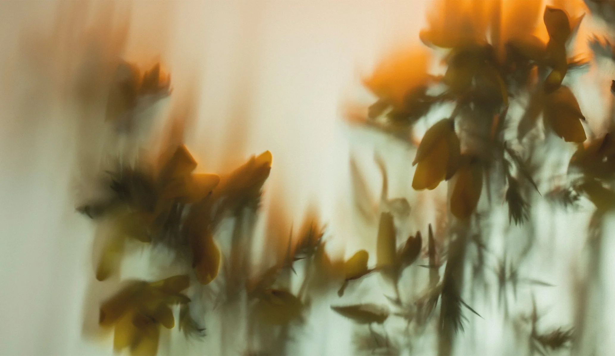 wildflowers photographed through linen