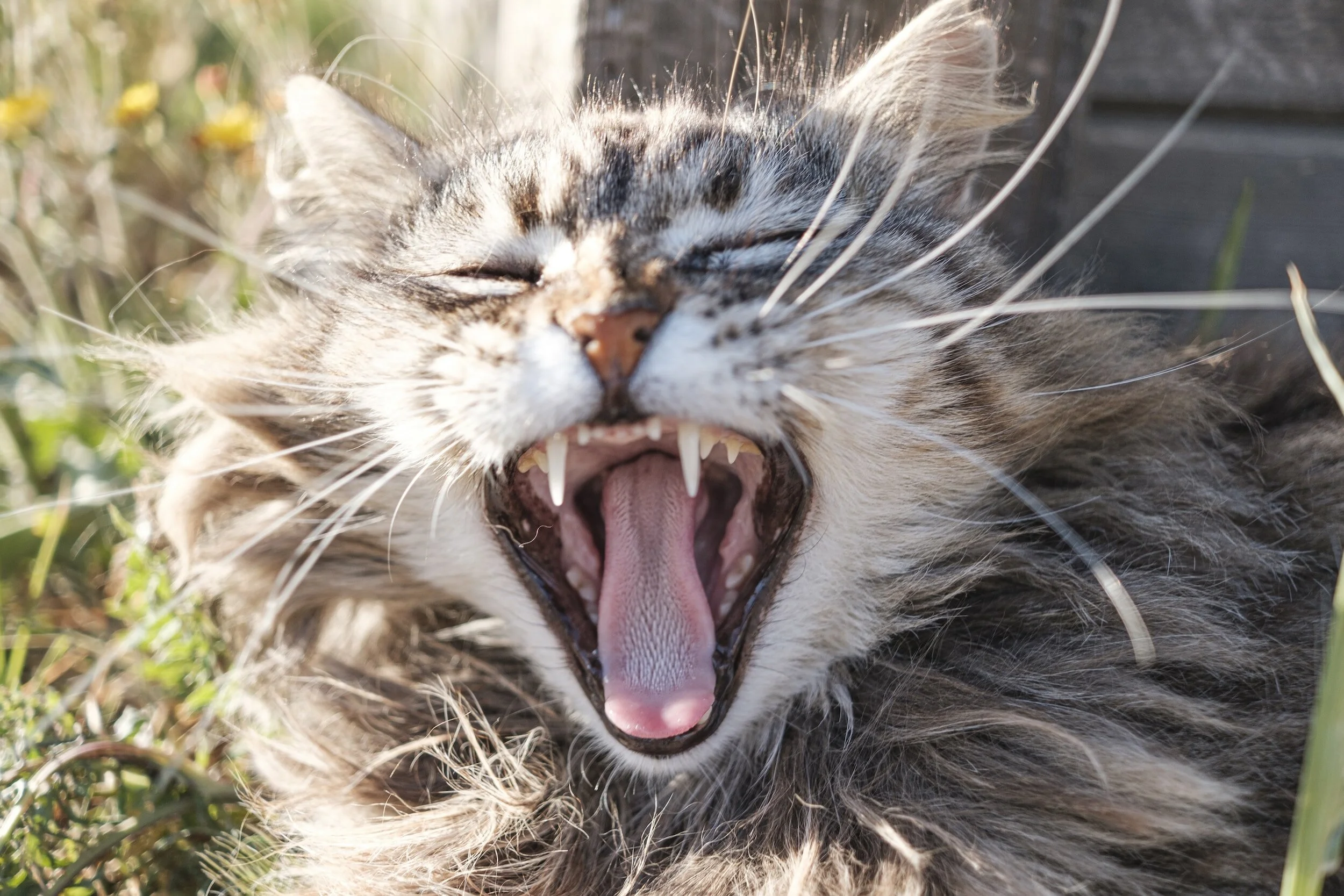 How the Veterinary Oral Health Council is Revolutionizing Pet Dental