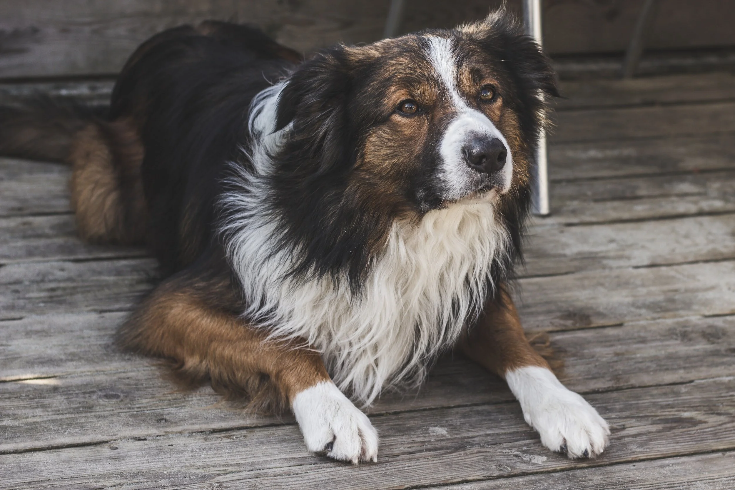 Hormonal Imbalances and Hair Loss in Dogs What's the Connection? — Pet