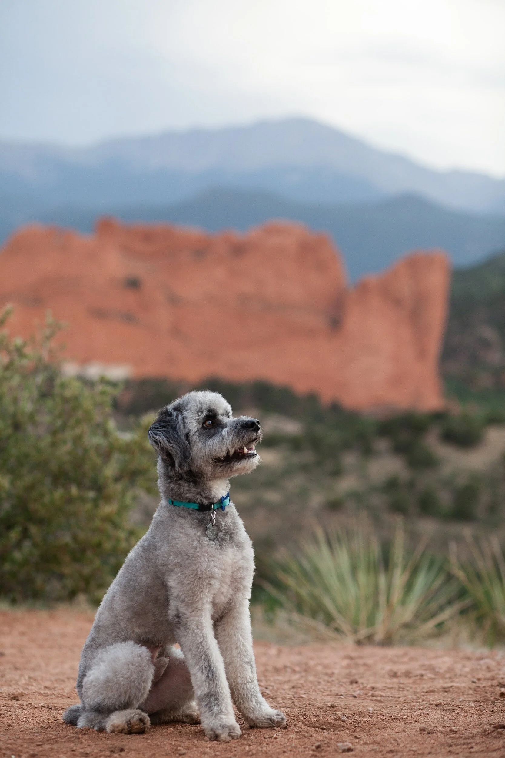 Giardia in Dogs Symptoms and Treatment Explained by Pet Genius — Pet