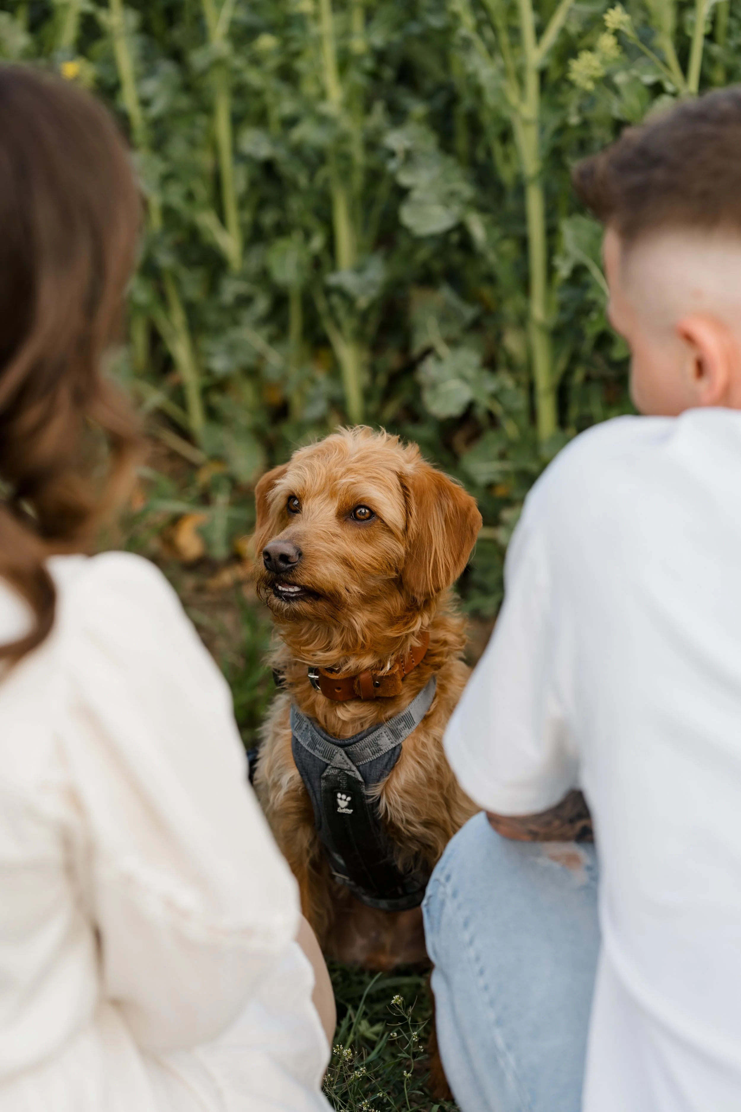 Hundesession-Pedro©JulianaBoden-003.jpg